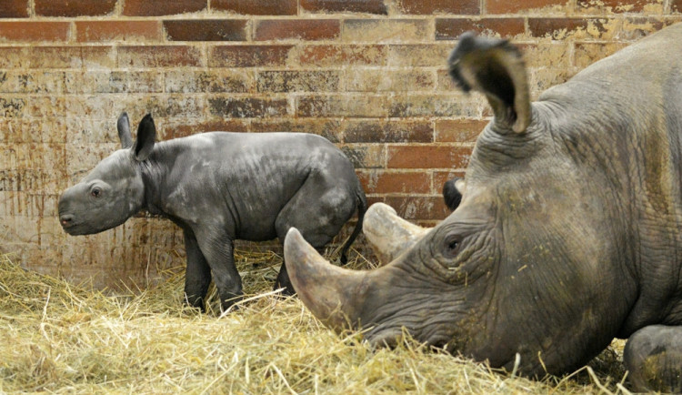 Mládě vzácného nosorožce v zoo Dvůr dobře prosívá. Přibírá kilogram denně