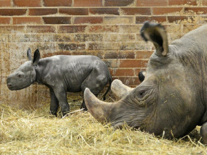 Mládě vzácného nosorožce v zoo Dvůr dobře prosívá. Přibírá kilogram denně