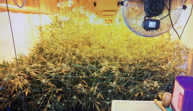 Policie navrhla obžalovat muže z Náchodska. Za konopí inkasoval desítky milionů