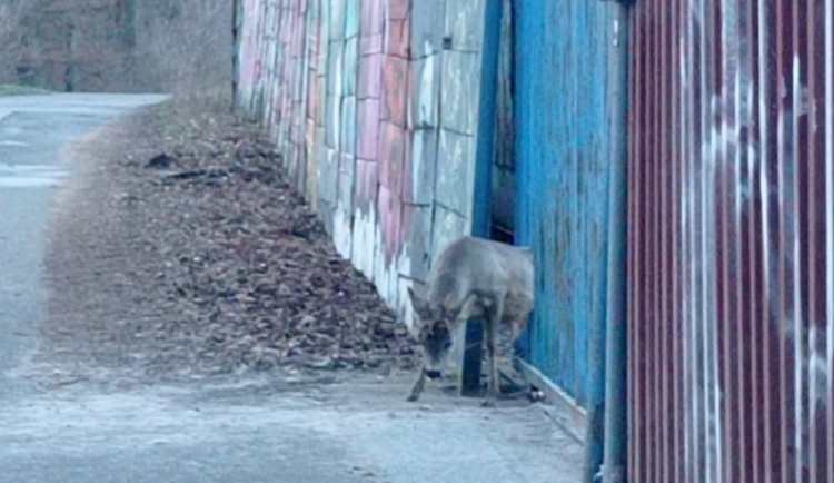 Vyplašený srnec zůstal zaklíněný v bráně. Vysvobodili ho hasiči
