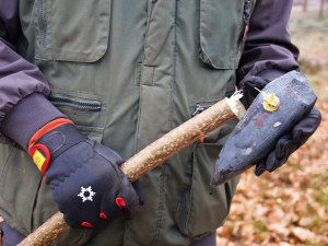 U Hradce Králové káceli jako v pravěku kamennými sekerami. Dub šel k zemi za 29 minut