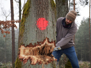 U Hradce Králové káceli jako v pravěku kamennými sekerami. Dub šel k zemi za 29 minut