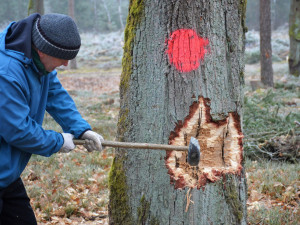 U Hradce Králové káceli jako v pravěku kamennými sekerami. Dub šel k zemi za 29 minut