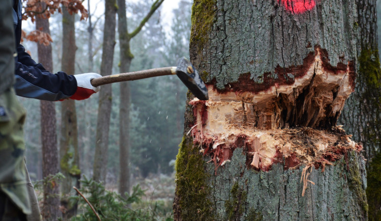 U Hradce Králové káceli jako v pravěku kamennými sekerami. Dub šel k zemi za 29 minut