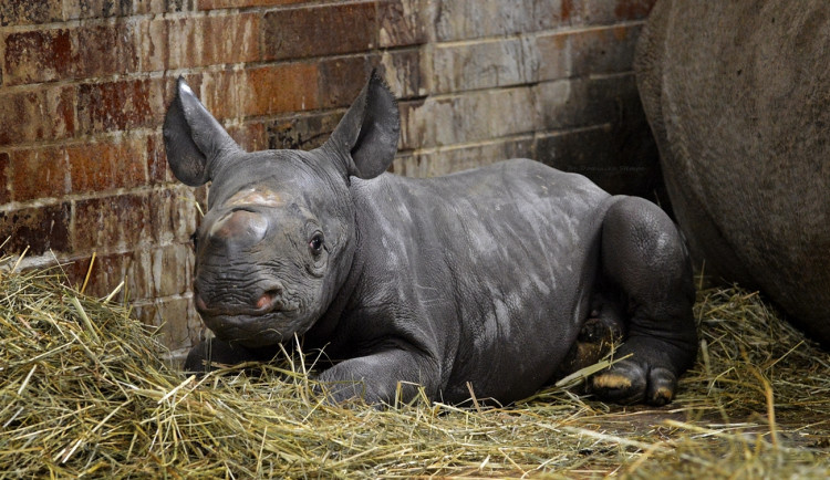 Dvorský Safari Park poslal zpět do Afriky stovky bůvolů, antilop i nosorožců