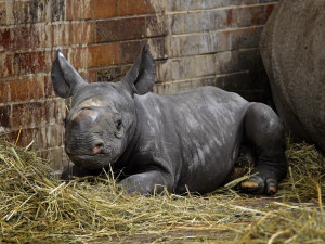 Dvorský Safari Park poslal zpět do Afriky stovky bůvolů, antilop i nosorožců