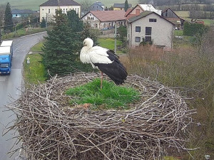 ON-LINE: Do hnízda ve Slavětíně nad Metují se vrátil čáp. Hnízdo lidé mohou sledovat živě
