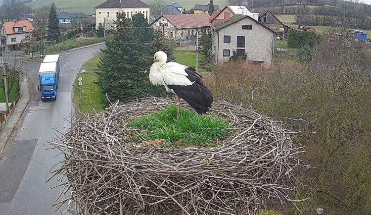 Do hnízda ve Slavětíně nad Metují se vrátil čáp. Hnízdo lidé mohou sledovat živě