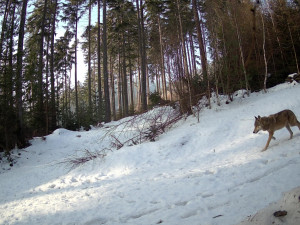 Na Broumovsku a okolí žije přes 18 vlků, zjistilo plošné mapování vlka