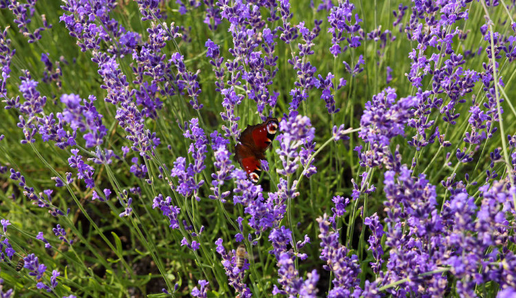 size4-16801977450007-2-lecba-deprese-ci-roztrousene-sklerozy-vyzkum-prokazal-obsah-lecivych-latek-v-bio-byline-pestovane-na