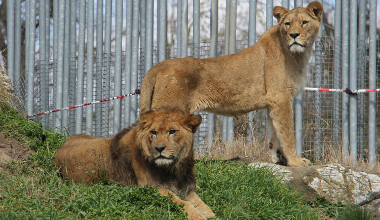Hodonín se chlubí exotickými šelmami, které už nežijí ani v Africe