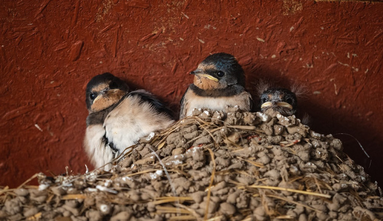 Ornitologové žádají lidi, aby neshazovali hnízda jiřiček a vlaštovek