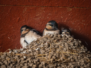 Ornitologové žádají lidi, aby neshazovali hnízda jiřiček a vlaštovek
