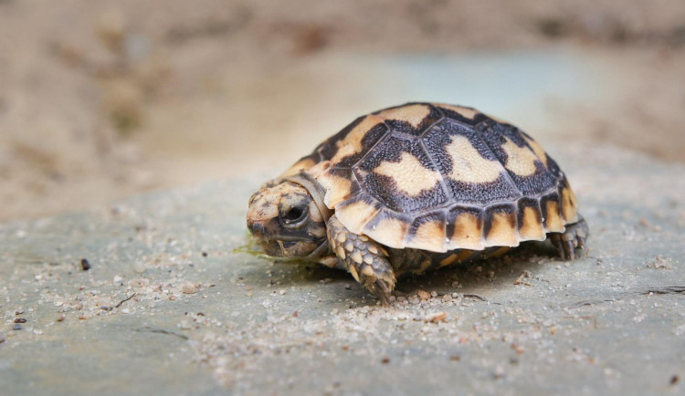 V Safari Parku Dvůr Králové se vylíhla vzácná želva skalní