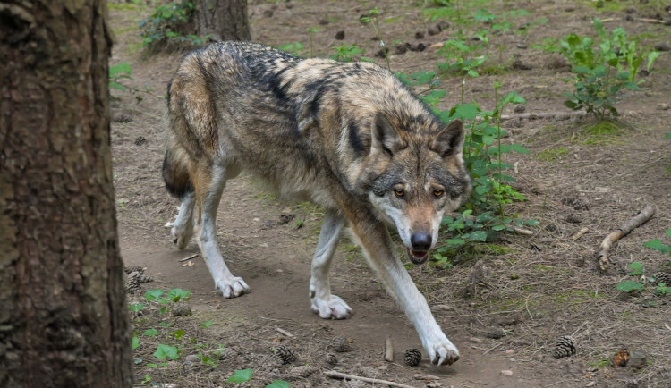 V krajním případě zastřelit? Rakušané řeší útoky vlků u hranic s Českem