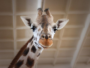 Safari Park dočasně přestěhoval svou žirafu do Liberce. Má se tam postarat o mládě a zabřeznout