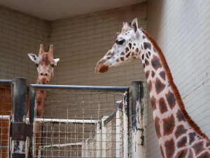 Safari Park dočasně přestěhoval svou žirafu do Liberce. Má se tam postarat o mládě a zabřeznout