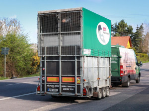 Safari Park dočasně přestěhoval svou žirafu do Liberce. Má se tam postarat o mládě a zabřeznout