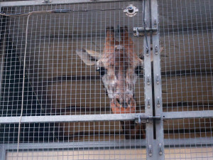Safari Park dočasně přestěhoval svou žirafu do Liberce. Má se tam postarat o mládě a zabřeznout