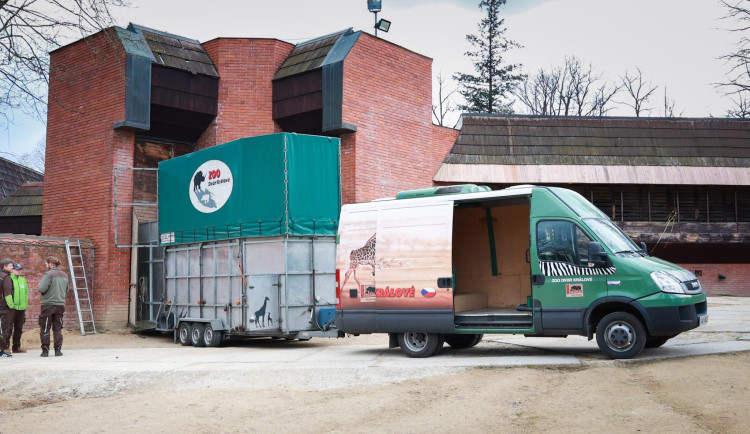 Safari Park dočasně přestěhoval svou žirafu do Liberce. Má se tam postarat o mládě a zabřeznout