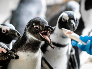 Jako první letos safari ve Dvoře Králové projede Barbora Holická se svou kachnou