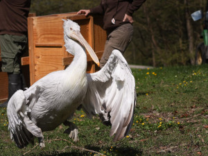 Jako první letos safari ve Dvoře Králové projede Barbora Holická se svou kachnou