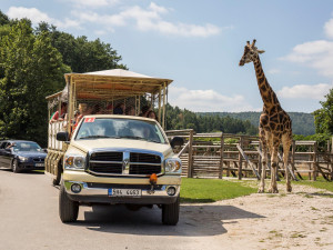 Jako první letos safari ve Dvoře Králové projede Barbora Holická se svou kachnou
