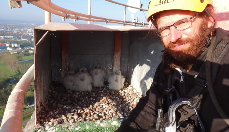 Sokolí pár vychovává nad Českými Budějovicemi čtyři mláďata