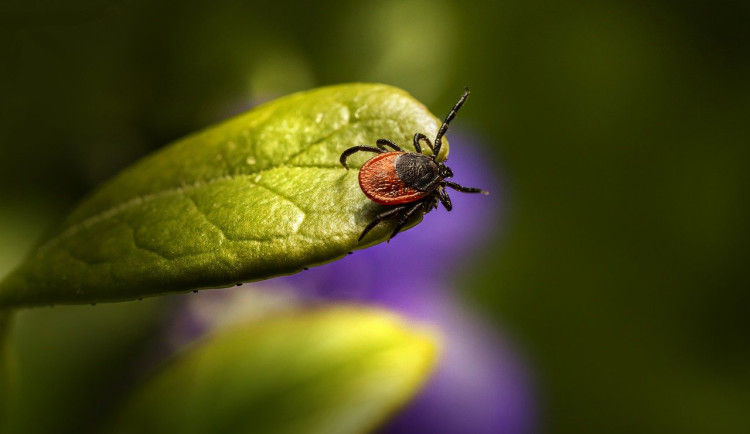 Klíšťata jsou aktivní. Na jihu Čech je 74 potvrzených případů lymeské boreliózy