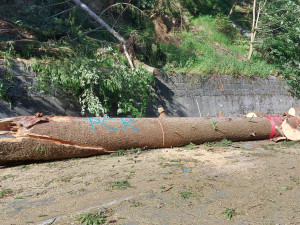 Policie odložila případ pádu stromu na osobní auto u Horního Maršova. Při nehodě zemřeli tři lidé