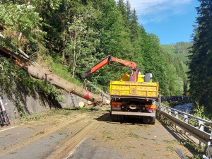 Policie odložila případ pádu stromu na osobní auto u Horního Maršova. Při nehodě zemřeli tři lidé
