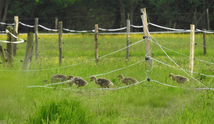 V ptačím parku Josefovské louky se poprvé vylíhla mláďata jeřábů popelavých