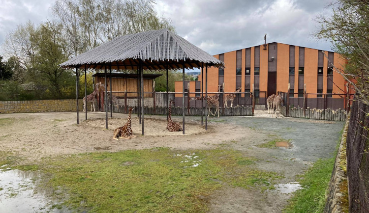 Setkání s žirafou i komentované prohlídky. Safari Park připravuje speciální Den dětí