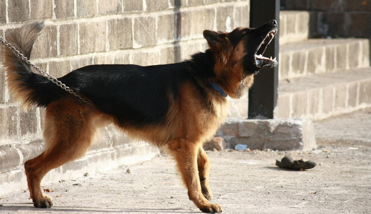 Za poslední tři dny policie řešila čtyři pokousání psem. Na vině jsou jejich majitelé