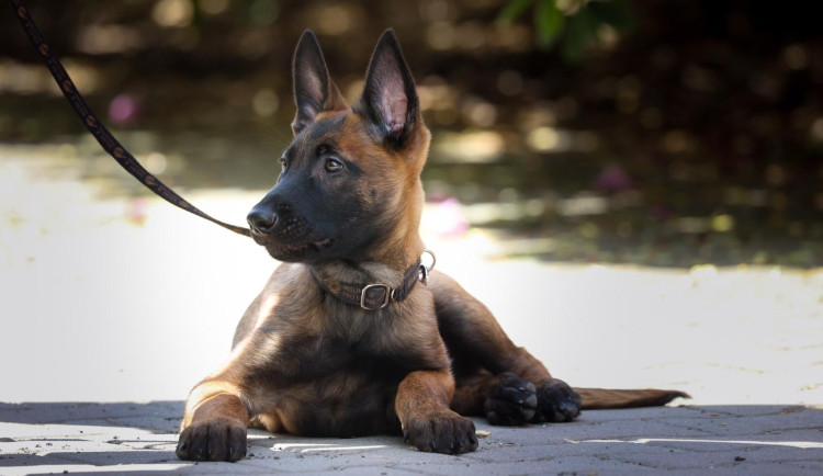 Safari Park představil ovčáka Avatara. Bude pomáhat protipirátské jednotce v Brazzaville.