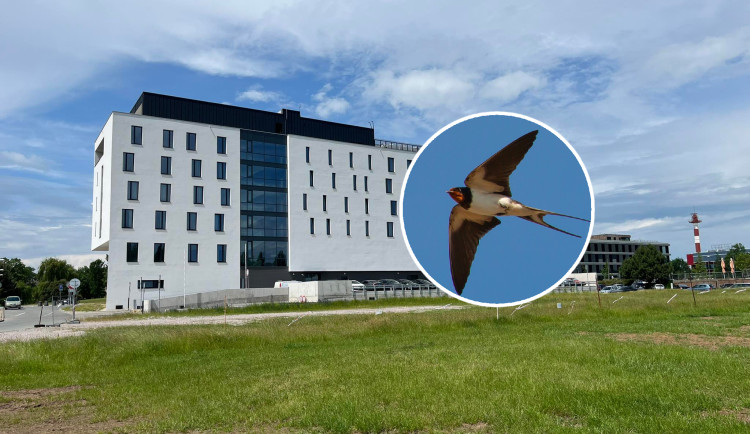 KOMENTÁŘ: Bude Hradec Králové bez ptactva?