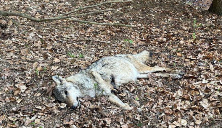Někdo utýral březí vlčici na Broumovsku. Ochranáři podali trestné oznámení