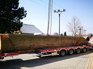 Kmen tři sta let starého dubu