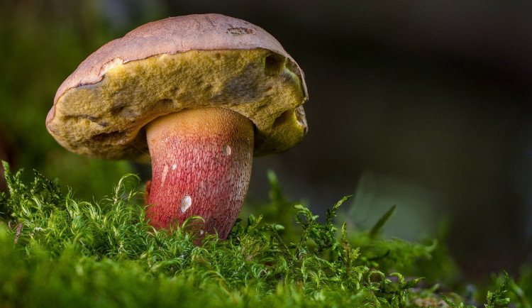 Kam v hradeckém kraji na houby? Houbařům pomůže vylepšená mapa růstu hub