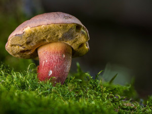 Kam v hradeckém kraji na houby? Houbařům pomůže vylepšená mapa růstu hub