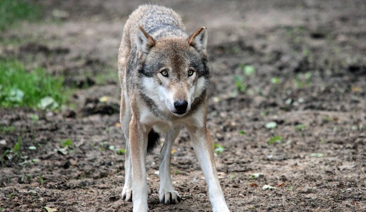 Rakušané mohou od července střílet vlky, pouze jako poslední řešení