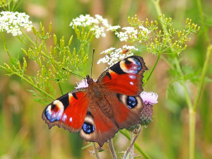 Skauti s odborníky v Krkonoších zlepšují podmínky pro ohrožené motýly