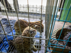 Češi chytají v Asii pašeráky a pytláky. Na kontě mají řadu úspěchů