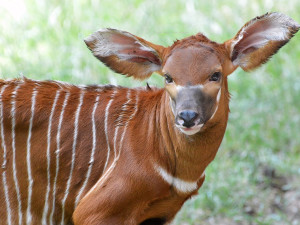 V Safari Parku se narodila po osmi letech kriticky ohrožená antilopa
