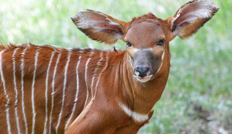 V Safari Parku se narodila po osmi letech kriticky ohrožená antilopa