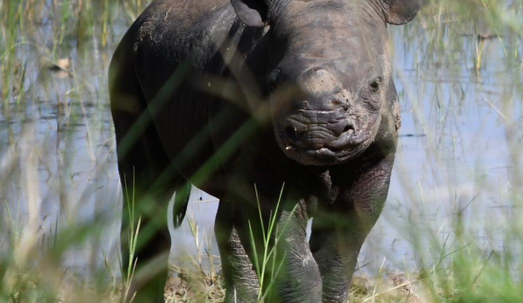Ve Rwandě se narodilo mládě nosorožce černého. Matkou je samice ze Dvora Králové