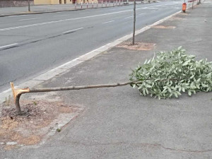 Vandalové poničili mladé a čerstvě zasazené stromy v centru Hradce Králové