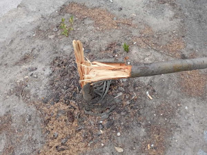 Vandalové poničili mladé a čerstvě zasazené stromy v centru Hradce Králové