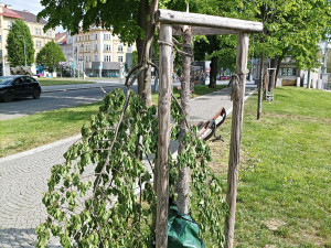 Vandalové poničili mladé a čerstvě zasazené stromy v centru Hradce Králové