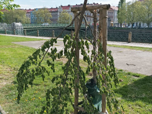 Vandalové poničili mladé a čerstvě zasazené stromy v centru Hradce Králové